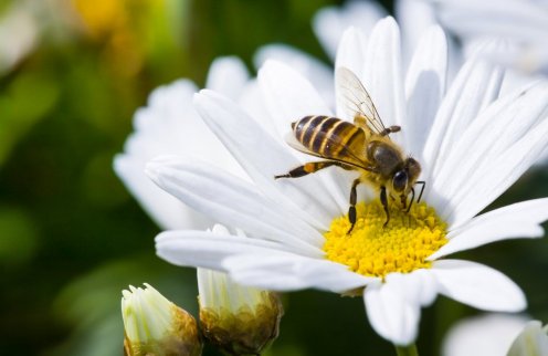 Fotó: Shutterstock