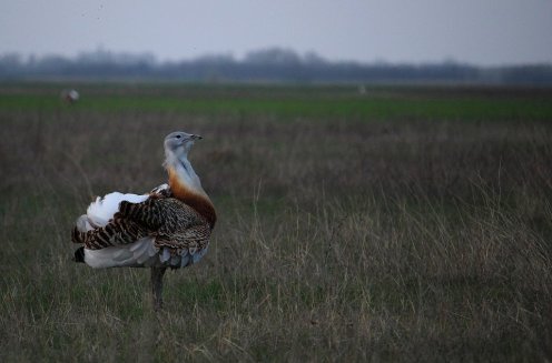 Fotó: Kiskunsági Nemzeti Park Igazgatóság