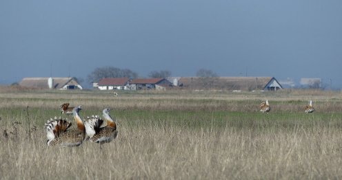 Fotó: Kiskunsági Nemzeti Park Igazgatóság