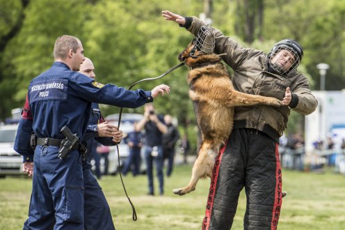 Rendőrkutyás bemutató a VI. Rendőr- és Tűzoltónapon Fotó: Árvai Károly/kormany.hu